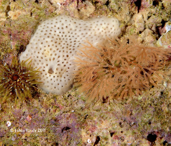 Bugula spp. e Scrupocellaria reptans